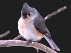 tufted gray titmouse