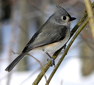  another tufted gray titmouse