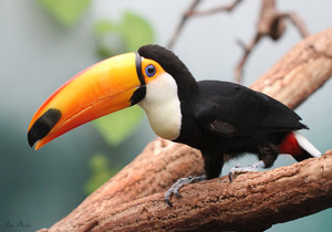  another toucan perched on a branch