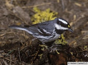 male black throated gray warbler