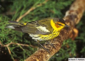 male cape may warbler
