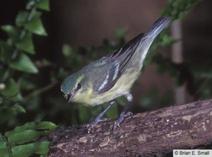 female cerulean warbler