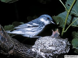  male cerulean warbler, burung cekup daun
