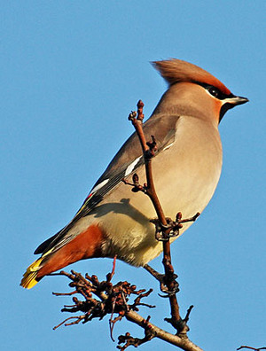 bohemian waxwing perched on a tree limb