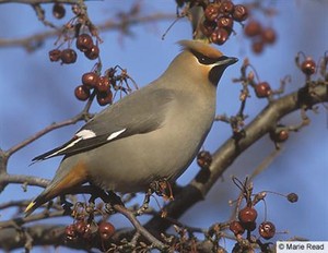 bohemian waxwing on a cranberry tree