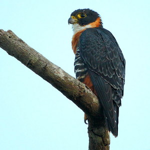  orange breasted faucon