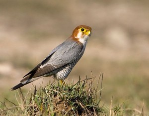 red necked falcon