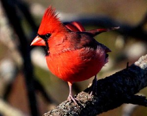  male cardinal perched on a boom branch