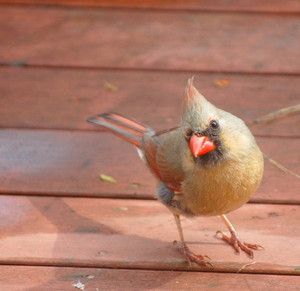  female cardinal on the back porch