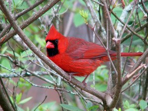  male cardinal in the woods