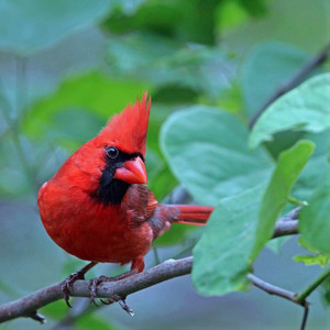  male cardinal