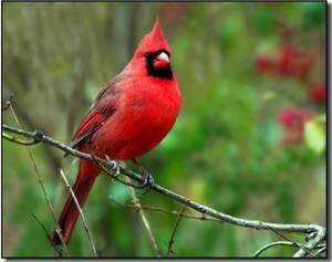  male cardinal on a cây limb