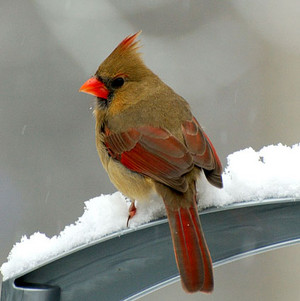  female cardinal in the snow