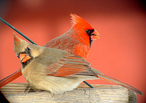  a male & female cardinal