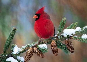 male cardinal on a pine tree