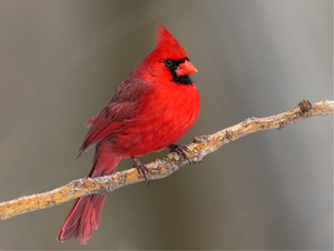  Cardinal on a дерево branch