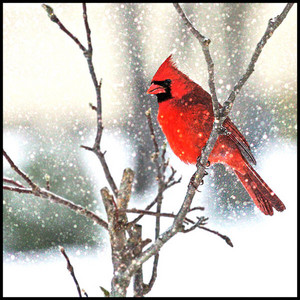  Cardinal in the falling snow