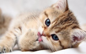 Cat Licking Themselves