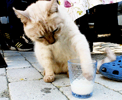  Cat drinking susu
