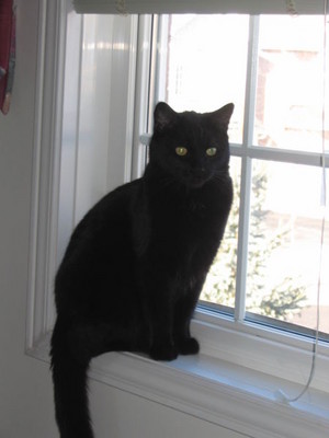 Black Cat Sitting On A Window Sill