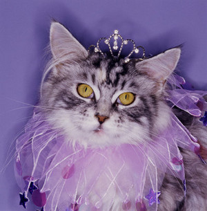  Princess Kitty