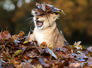  Karis,the lion cub playing in the leaves