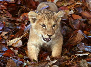  Karis,the lion cub playing in the leaves