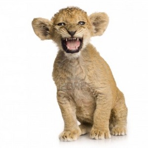  Cute lion cub