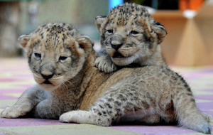  2 cute lion cubs