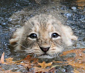  cute lion cubs