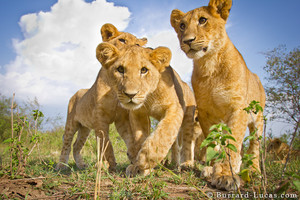 cute lion cubs