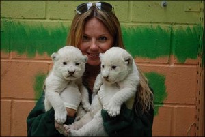  cute and rare white lion cubs