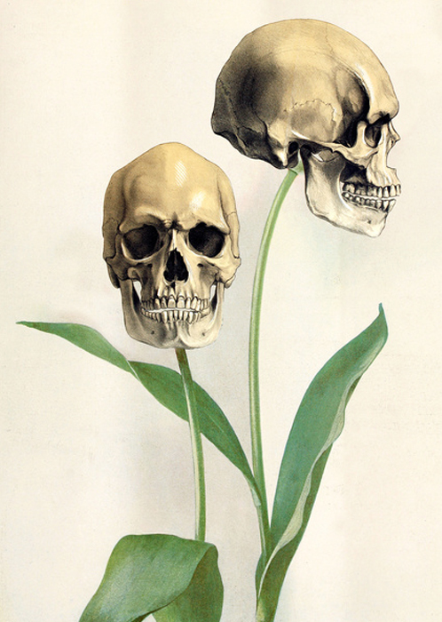 Skull/flowers