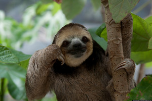  Philosophical Sloth