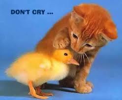 don't cry it's ok
