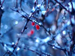 Winter Berries 