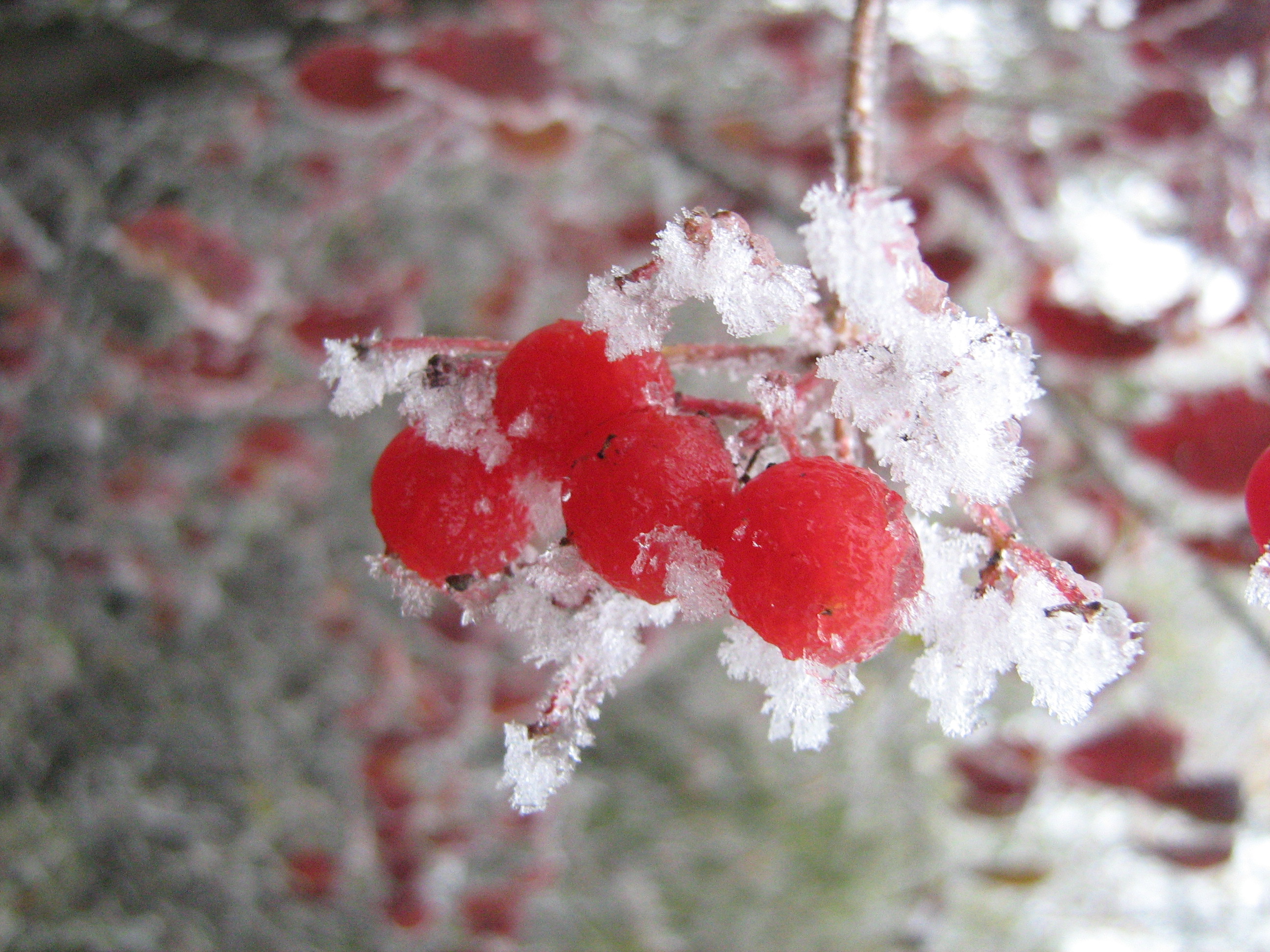 Winter Berries 