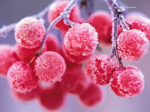  Winter Berries