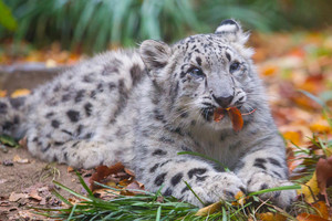  Snow Leopard