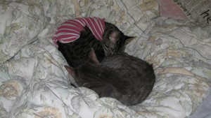 Two Sleeping Kitties