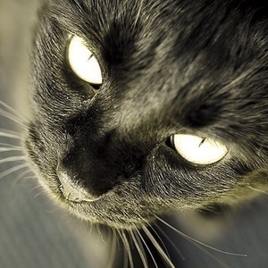 Beautiful Black Cat Upclose