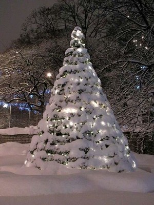  圣诞节 树