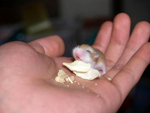  Baby chuột đồng, hamster