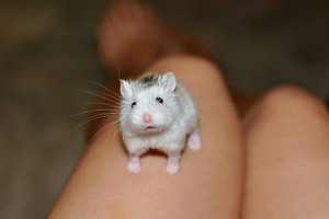  Baby hamster