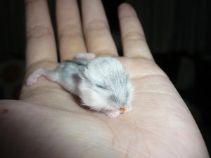  Baby criceto, hamster