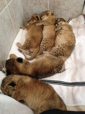  Newborn lion cubs
