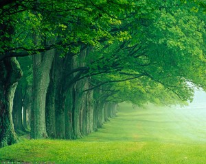  Green Forest