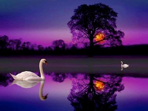  Swans in the moonlight