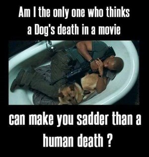  chiens death vs Human death