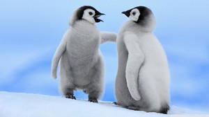  Baby Penguins